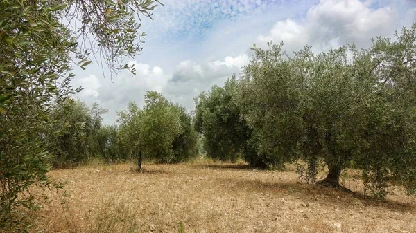 Çiftlikteki zeytin ağaçları, İtalya Maremma, Toskana, İtalya