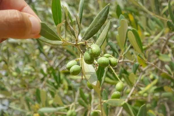 olive trees on the farm, italy  Maremma, Tuscany, Italy
