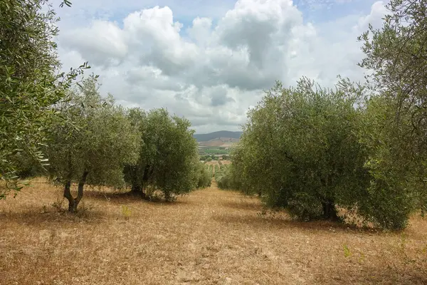 Çiftlikteki zeytin ağaçları, İtalya Maremma, Toskana, İtalya