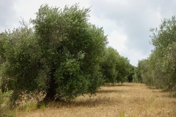 olive trees and olive fields. olive tree in the background.  Maremma, Toscana, Italia