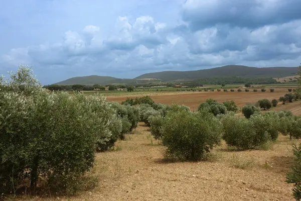 Zeytin ağaçları ve zeytin tarlaları. Arka planda zeytin ağacı var. Maremma, Toscana, İtalya