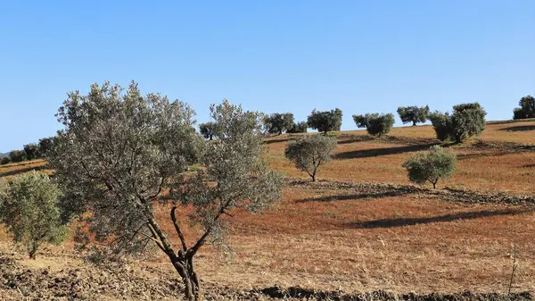 Tarlada zeytin ağaçları... Maremma, Toskana, İtalya