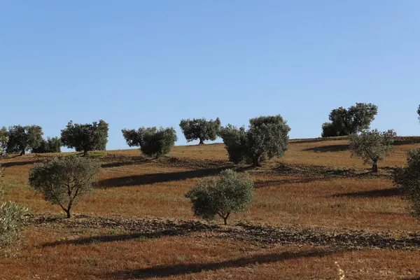 Zeytin ağaçları - Maremma, Toskana, İtalya manzarası