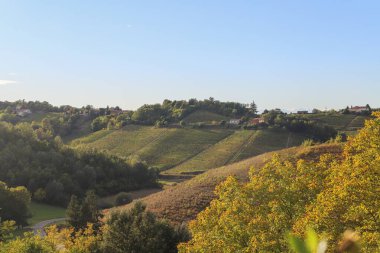 Üzüm bağları ile sonbahar manzara