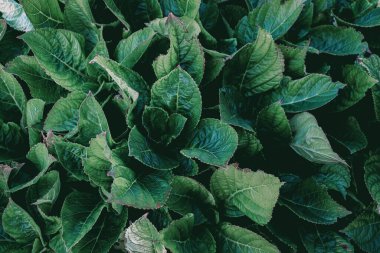 Bahçedeki yeşil bitki. Ortanca yaprakları, dokular, yeşil renk, ekoloji konsepti. güzel yeşil bitkiler arka plan. 