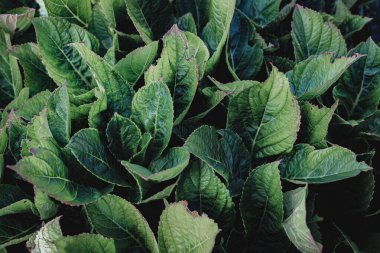 Ortanca yaprakları, dokular, yeşil renk, ekoloji konsepti. güzel yeşil bitkiler arka plan. 