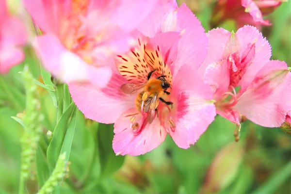 beautiful pink flower in the garden, the bee on pink flower