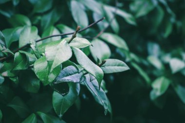 Bahçede yeşil yapraklar. Yeşil arkaplan