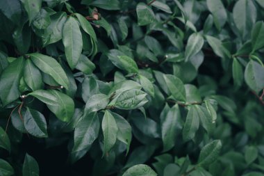 Bahçede yeşil yapraklar. Yeşil arkaplan