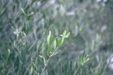 Bitki bahçededir. yeşil bir yaprağın arka planı. Bahçede yeşil yapraklı zeytin ağacı.