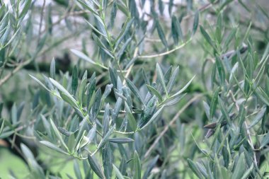 Bitki bahçededir. yeşil bir yaprağın arka planı. Bahçede yeşil yapraklı zeytin ağacı.