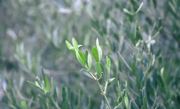 close up shot of green leaves. olive tree branch. green background