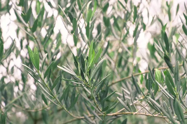 the plant is in the garden. the background of a green leaves. olive tree with green leaves in the garden.