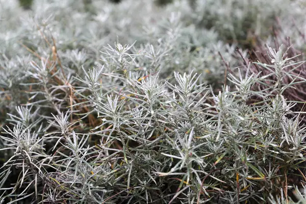 Yazın helezon tarlası