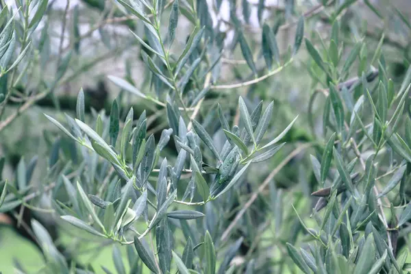 Bitki bahçededir. yeşil bir yaprağın arka planı. Bahçede yeşil yapraklı zeytin ağacı.