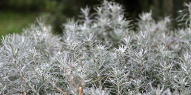 Yazın helezon tarlası