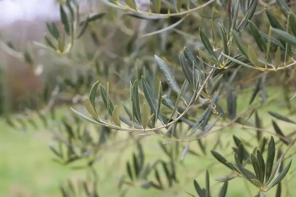 close up shot of green leaves. olive tree branch. green background