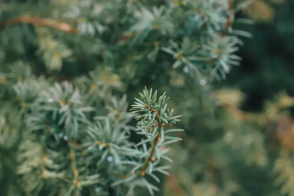 Ormandaki güzel yeşil çam dalı. Porsuk iğnelerini kapatın. Kozalaklı bitki. Bir porsuğun dalları