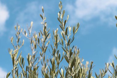 olive branches reaching towards the sky. blue background