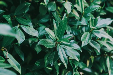 yeşil yapraklar, bitki örtüsü ve yapraklar, yeşil arka plan