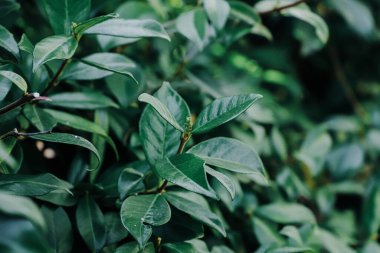 yeşil yapraklar, bitki örtüsü ve yapraklar, yeşil arka plan