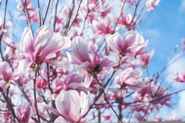 Mavi gökyüzü arkaplanlı manolya çiçeği. Bahar mevsimi.