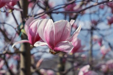 Manolya çiçeği ağaçta çiçek açar..