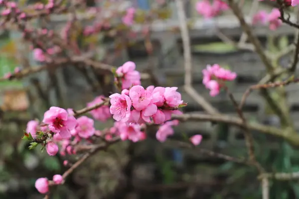 Bahçedeki güzel şeftali çiçekleri
