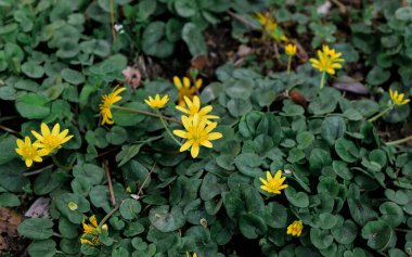 Bahçedeki güzel çiçekler