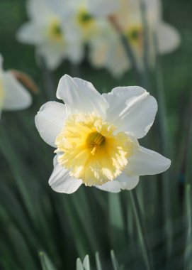 bahçede güzel nergis