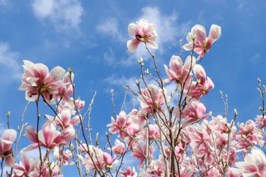 Bahçedeki güzel pembe manolya çiçekleri. Gökyüzü arka planında pembe ve beyaz manolya çiçekleri