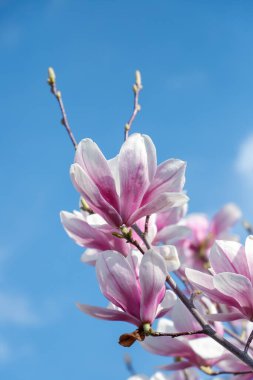 Manolya çiçeği bahar