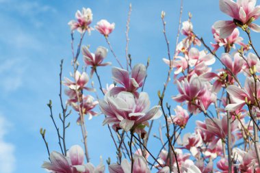 Bahçedeki güzel pembe manolya çiçekleri. Bahar mevsimi.