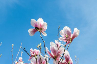 Bahçedeki güzel pembe manolya çiçekleri. Bahar mevsimi. Mavi arkaplanda manolya çiçekleri