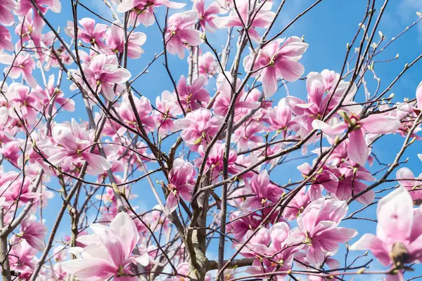 beautiful pink magnolia flowers in the garden. pink and white magnolia blossom on the sky background
