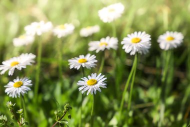 Tarlada papatya çiçeği