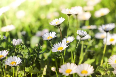 Beyaz papatyalar. Bahçedeki güzel çiçekler