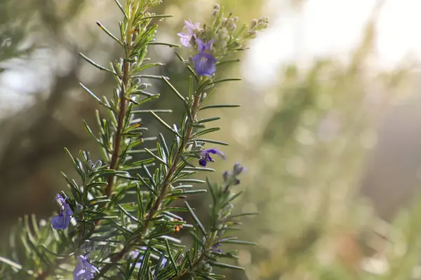 Yazın yeşil yaprakların arka planında biberiye çiçekleri.