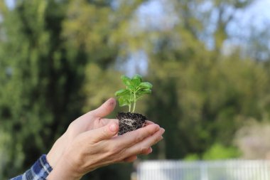 Fesleğen çiçeğini tutan eller