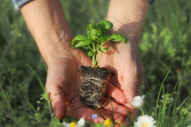 Fesleğen. Bahçeye ekilen genç kadın yeşil arka planda, yakın planda.