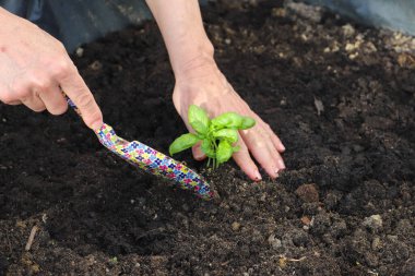 Kadın elleri küçük bir bitkiyi kürekle tutuyor.