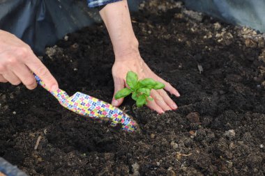 Adam bahçeye küçük bir ağaç dikiyor. Toprağa fesleğen eken kadın, yakın plan. Bahçe konsepti