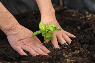 Güneşli bir günde toprağa tohum eken bir kadının elleri.