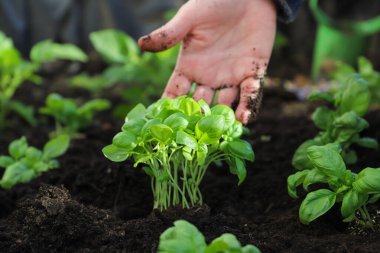 Bahçesinde yeşil bitkiler olan eller, yakın plan. Bahçıvanlık, ekme, ekme. fesleğen
