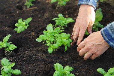 Sebze bahçesine genç bitkiler eken eller. Toprağa fesleğen eken kadın, yakın plan. Bahçe konsepti