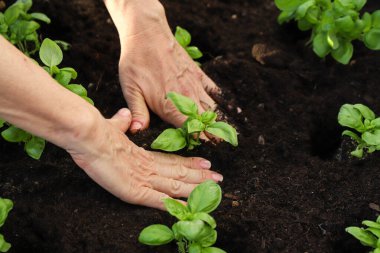 Genç eller bahçedeki toprağa yeşil bir bitki dikiyor..