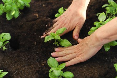 Sebze bahçesine genç bitkiler eken eller. Toprağa fesleğen eken kadın, yakın plan. Bahçe konsepti