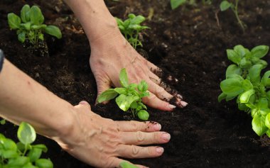 Sebze bahçesine genç bitkiler eken eller. Toprağa fesleğen eken kadın, yakın plan. Bahçe konsepti