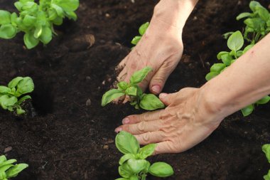 Bahçesinde yeşil bitkiler olan eller, yakın plan. Bahçıvanlık, ekme, ekme. fesleğen