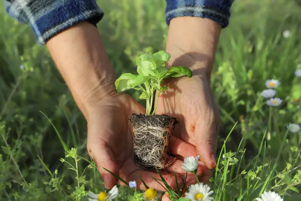 Adam bahçeye küçük bir ağaç dikiyor. Toprağa fesleğen eken kadın, yakın plan. Bahçe konsepti